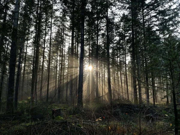 Rayons Soleil Travers Forêt Parc National Sallandse Heuvelrug Aux Pays — Photo