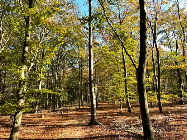 Forêt Automne Parc National Sallandse Heuvelrug Overijssel Aux Pays Bas — Photo