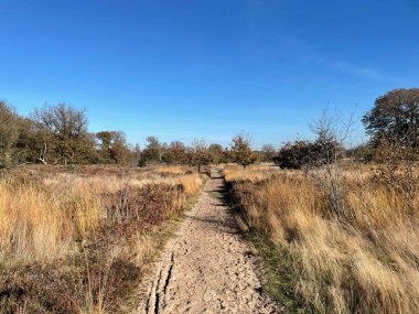Hollanda 'nın Overijssel kentindeki Sallandse Heuvelrug Ulusal Parkı' nda sonbahar boyunca kum yolu