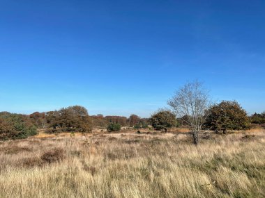 Hollanda 'nın Overijssel kentindeki Sallandse Heuvelrug Ulusal Parkı' nda sonbahar manzarası