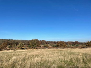 Hollanda 'nın Overijssel kentindeki Sallandse Heuvelrug Ulusal Parkı' nda sonbahar manzarası