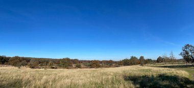 Hollanda Overijssel 'deki Sallandse Heuvelrug Ulusal Parkı' ndaki Panorama sonbahar manzarası