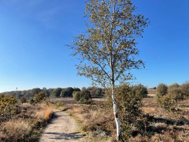Hollanda 'nın Overijssel kentindeki Sallandse Heuvelrug Ulusal Parkı' nda sonbahar boyunca kum yolu