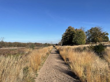 Hollanda 'nın Overijssel kentindeki Sallandse Heuvelrug Ulusal Parkı' nda sonbahar boyunca kum yolu