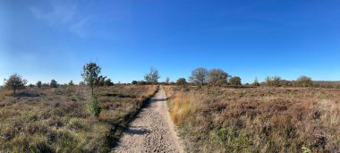 Hollanda Overijssel 'deki Sallandse Heuvelrug Ulusal Parkı' nda sonbahar boyunca kum yolu manzarası