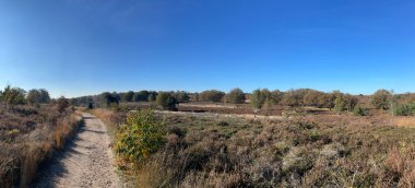 Hollanda Overijssel 'deki Sallandse Heuvelrug Ulusal Parkı' nda sonbahar boyunca kum yolu manzarası