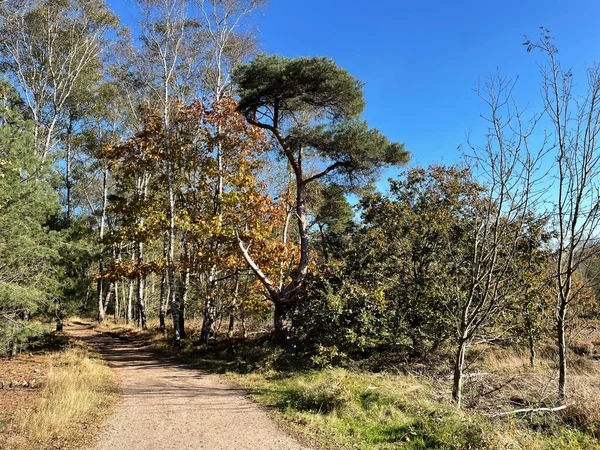 Herbstpfad Nationalpark Sallandse Heuvelrug Overijssel Niederlande — Stockfoto