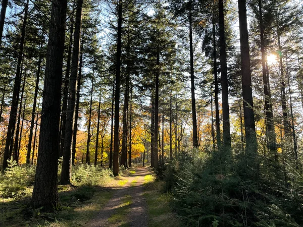 Herbstliche Landschaft Sallandse Heuvelrug Nationalpark Overijssel Niederlande — Stockfoto