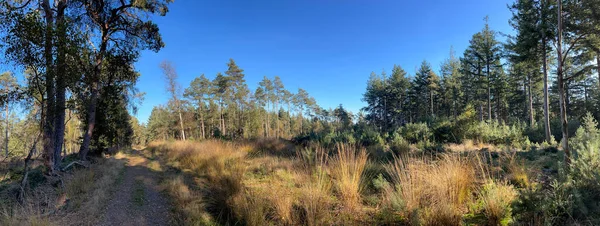 Panorama Paesaggio Autunnale Presso Parco Nazionale Sallandse Heuvelrug Overijssel Nei — Foto Stock