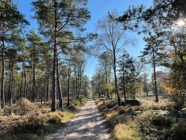 Őszi Táj Hollandiai Overijssel Sallandse Heuvelrug Nemzeti Parkban — Stock Fotó