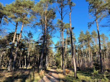 Overijssel 'deki Sallandse Heuvelrug Ulusal Parkı' nda sonbahar boyunca yol