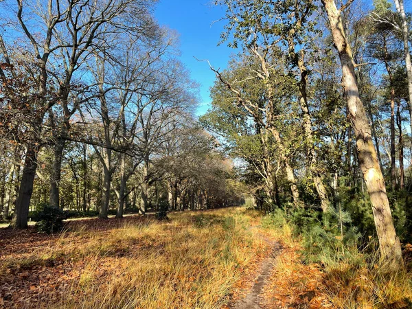 Mtb Strecke Herbst Nationalpark Sallandse Heuvelrug Overijssel Den Niederlanden — Stockfoto