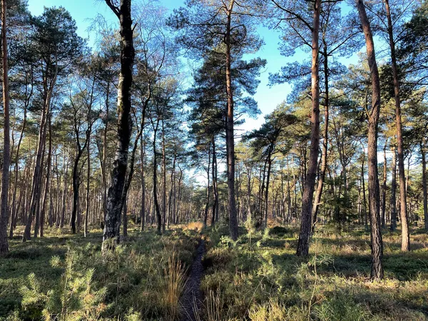 Caminhadas Durante Outono Parque Nacional Sallandse Heuvelrug Overijssel Países Baixos — Fotografia de Stock