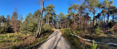 Hollanda, Overijssel 'deki Sallandse Heuvelrug Ulusal Parkı' nda sonbahar ormanı manzarası