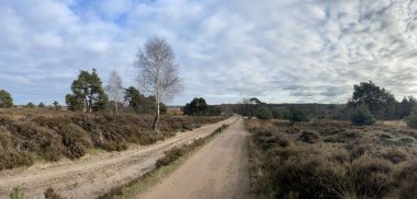 Hollanda, Overijssel 'deki Sallandse Heuvelrug Ulusal Parkı' nda sonbahar boyunca çakıl ve kum yolu panoraması