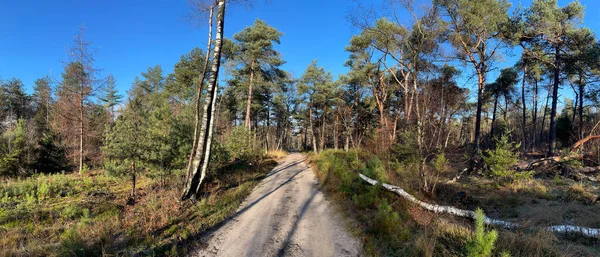 Panorama Del Bosque Otoño Parque Nacional Sallandse Heuvelrug Overijssel Países — Foto de Stock