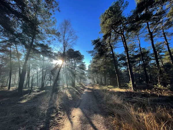 Φως Του Ήλιου Μέσα Από Δέντρα Στο Holterberg Στο Εθνικό — Φωτογραφία Αρχείου