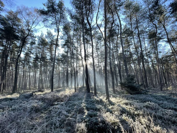 Paysage Hivernal Parc National Sallandse Heuvelrug Aux Pays Bas — Photo