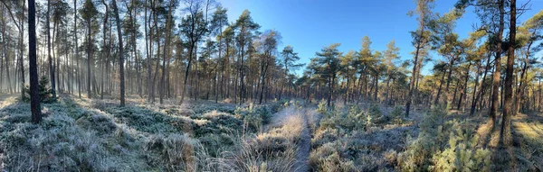 Panorama Paisagístico Inverno Parque Nacional Sallandse Heuvelrug Nos Países Baixos — Fotografia de Stock