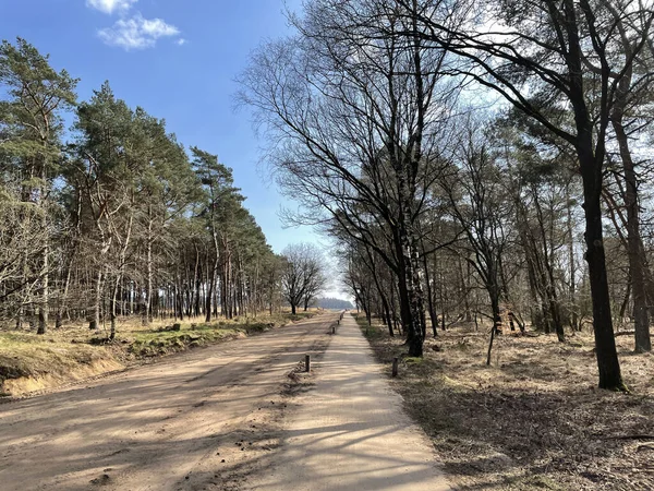 Hollanda, Gelderland 'de Ede çevresindeki kum yolu.