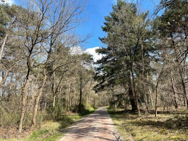 Overijssel 'deki Ommen Ormanı Hollanda