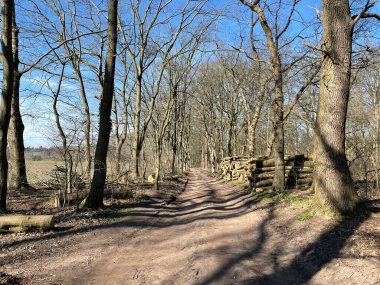 Almanya 'da Hoch-Elten çevresindeki ormandan geçen yol