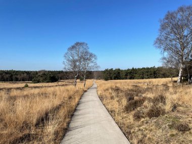 Hollanda Gelderland 'deki Veluwezoom' da bisiklet yolu