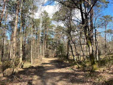 Hollanda 'daki Epe Ormanı