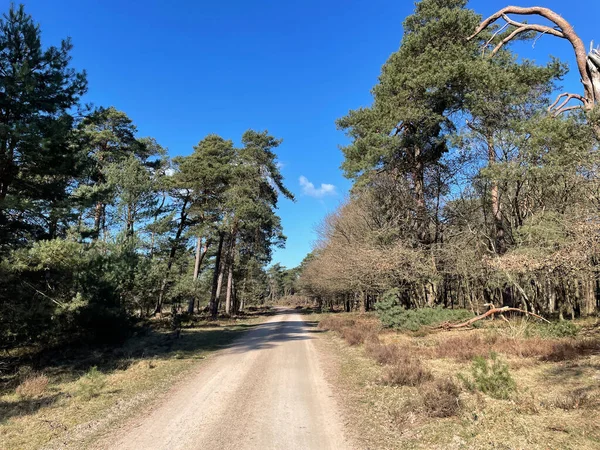 荷兰Uddel周围森林的碎石路 — 图库照片