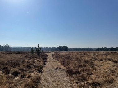 Hollanda Leerum çevresindeki Breeveen en Dartheide 'de kum yolu.