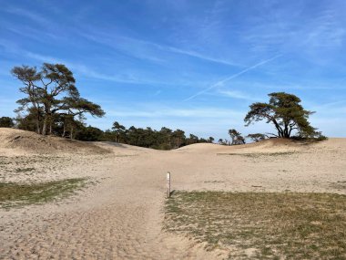 Hollanda, Beerze 'deki kum tepelerinde yürüyüş yolu Overijssel