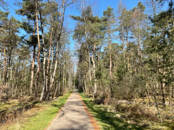 Path Amerongse Forest Gelderland Netherlands — Stock Photo, Image