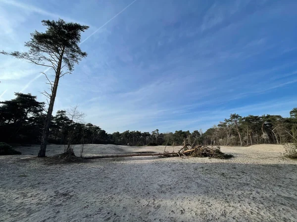 Дерево Смерти Песчаных Дюнах Бирзе Оверэйссел Нидерланды — стоковое фото