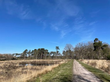 Hollanda, Overijssel 'deki Ommen çevresindeki ormandaki kum yolu.