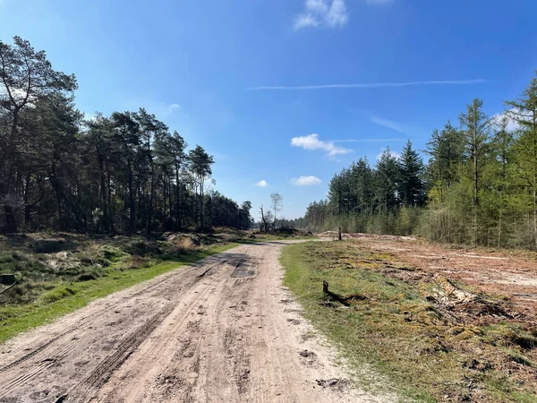 Hollanda 'nın Overijssel kentindeki Beerze çevresindeki ormandaki kum yolu.