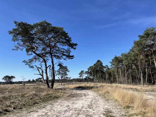 Hollanda 'nın Overijssel kentindeki Beerze çevresindeki ormandaki kum yolu.