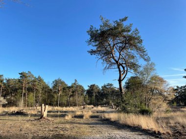 Overijssel 'deki Beerze Ormanı Hollanda