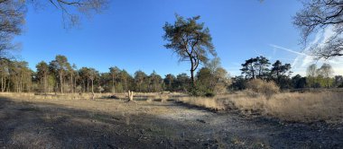 Hollanda 'nın Overijssel kentindeki Beerze çevresindeki ormandan Panorama
