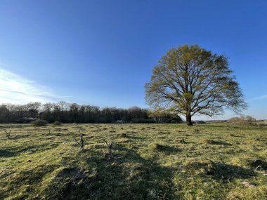 Hollanda 'nın Overijssel bölgesinde ilkbahar aylarında büyük ağaçlar çiçek açmaya başlar.