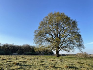 Hollanda 'nın Overijssel bölgesinde ilkbahar aylarında büyük ağaçlar çiçek açmaya başlar.