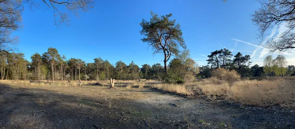 Panorama Del Bosque Alrededor Beerze Overijssel Los Países Bajos — Foto de Stock