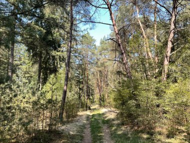Hollanda 'daki Junne çevresindeki orman.