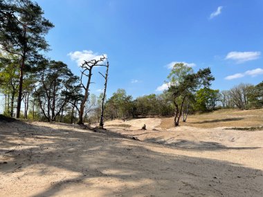 Hollanda 'daki Junne çevresindeki kum tepeleri ve ormanlar
