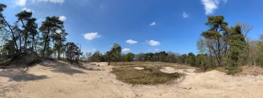 Hollanda 'da Junne çevresindeki kum tepeleri ve orman manzarası.