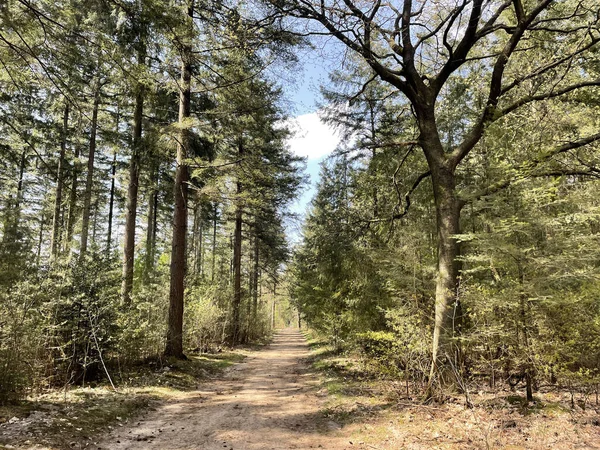Hollanda Daki Junne Çevresindeki Ormanın Içinden Geçen Yol — Stok fotoğraf