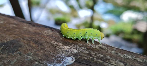 Green Caterpillar Tree Una National Park Bosnia Herzegovina — Foto de Stock