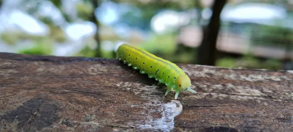 Green Caterpillar Tree Una National Park Bosnia Herzegovina — Photo
