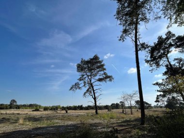 Overijssel 'deki Beerze Ormanı Hollanda