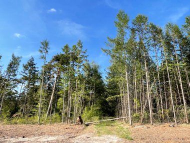 Overijssel 'deki Beerze Ormanı Hollanda