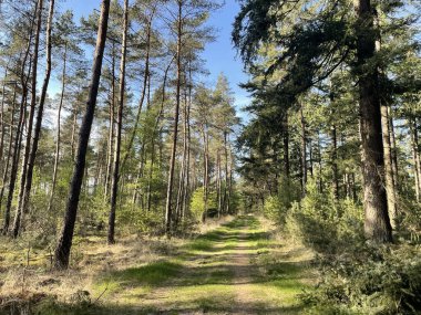 Overijssel 'deki Ommen Ormanı Hollanda